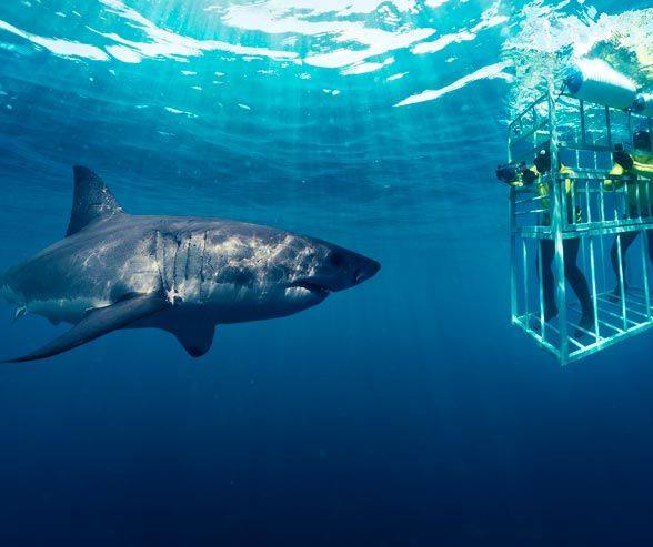 Shark Diving